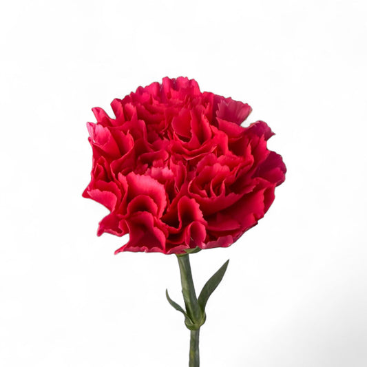 Carnation - Red