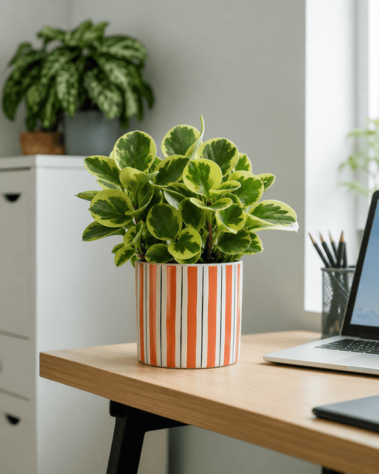 Peperomia Arrangement - Orange Ceramic Pot