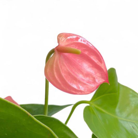 Pot Anthurium Mix - Pink