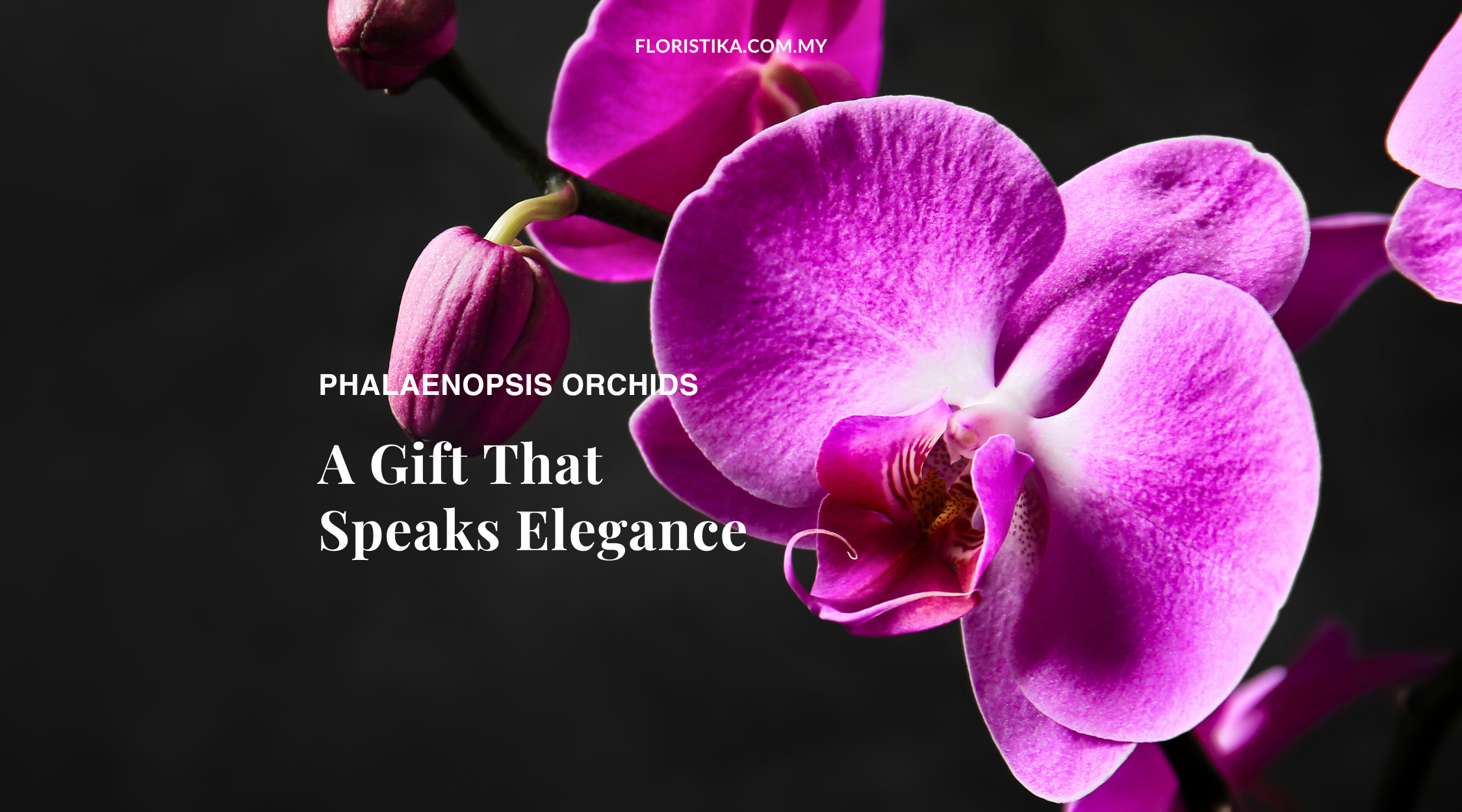 Phalaenopsis orchids banner