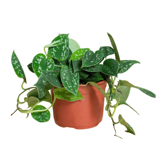 Pot Scindapsus Pictus Argyraeus P8.5 - 2 Tone Green