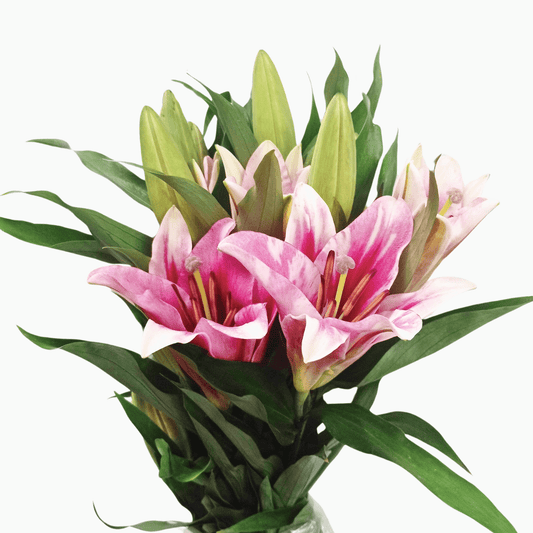 Lily - Profundo 2 Tone Pink White