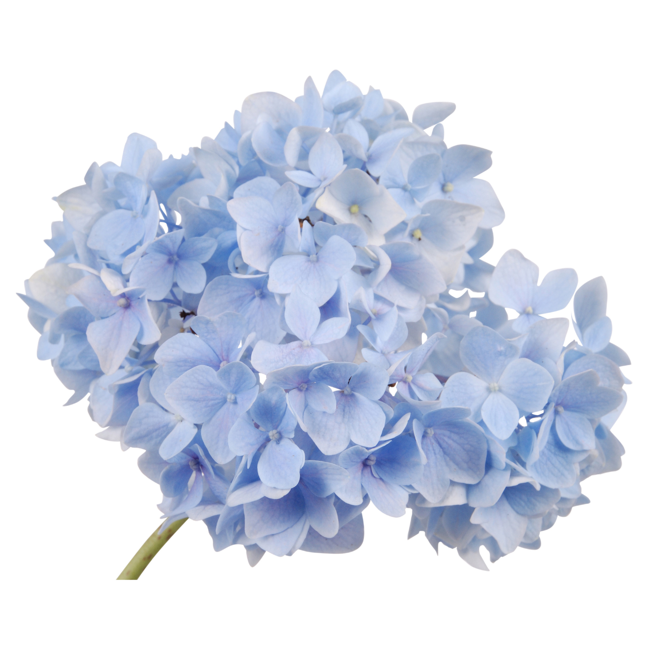 Hydrangea | Floristika Malaysia