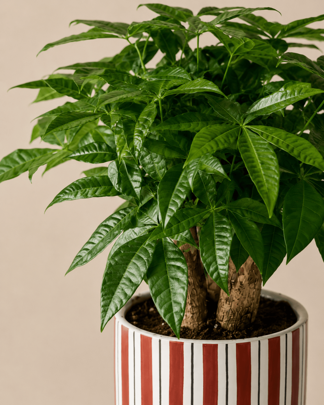 Money Tree (Pachira) Arrangement - Dark Red Ceramic Pot