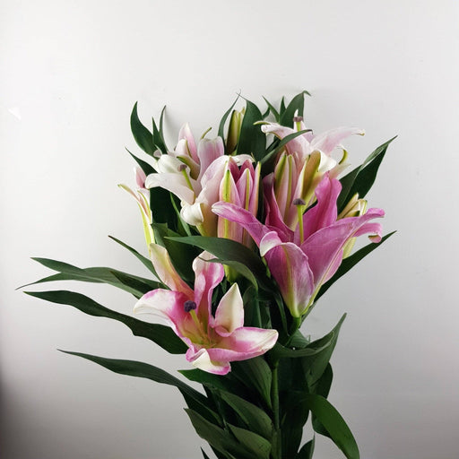 Lily (Imported) - Pink