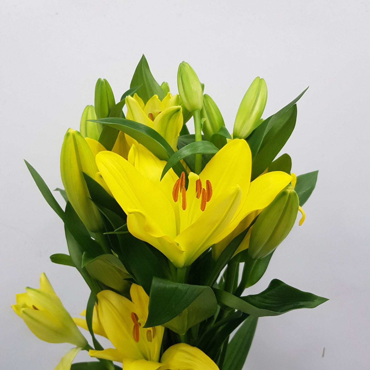 Lily - LA Nashville Yellow