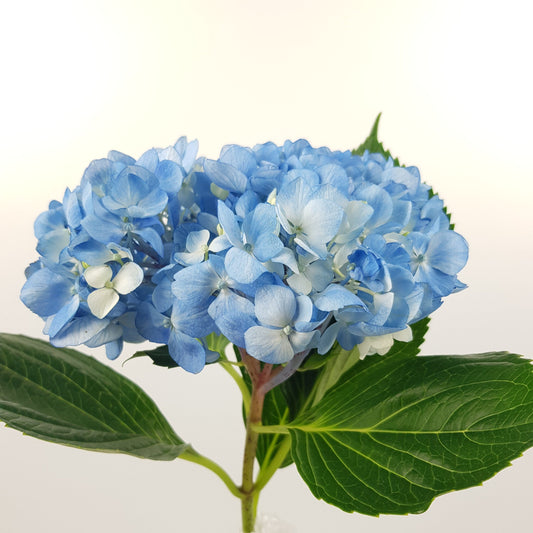 Hydrangea - Light Blue (Flower Head Size: 18-20cm)