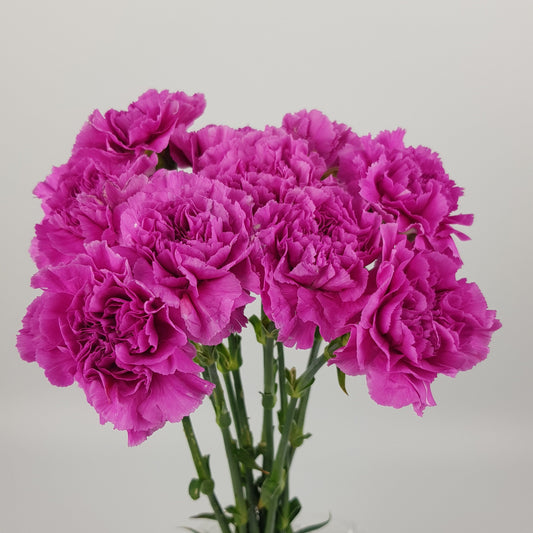 Carnation - Bright Purple