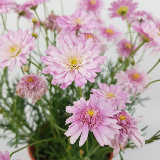 Aster (P150) - Pink