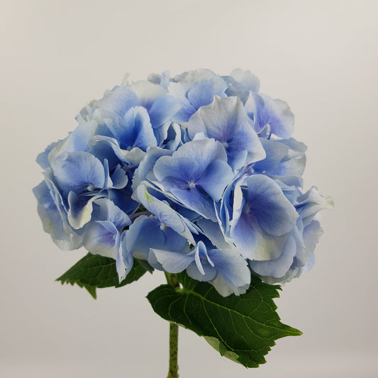 Hydrangea - Blue