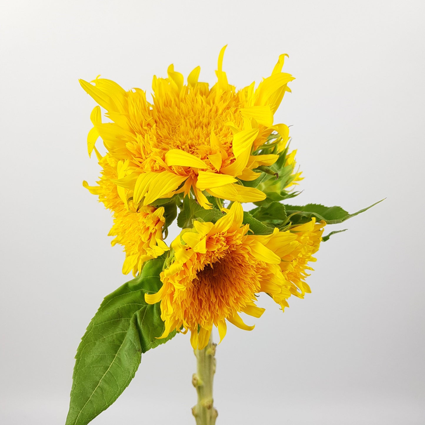 Teddy Bear Sunflower - 2 Stems