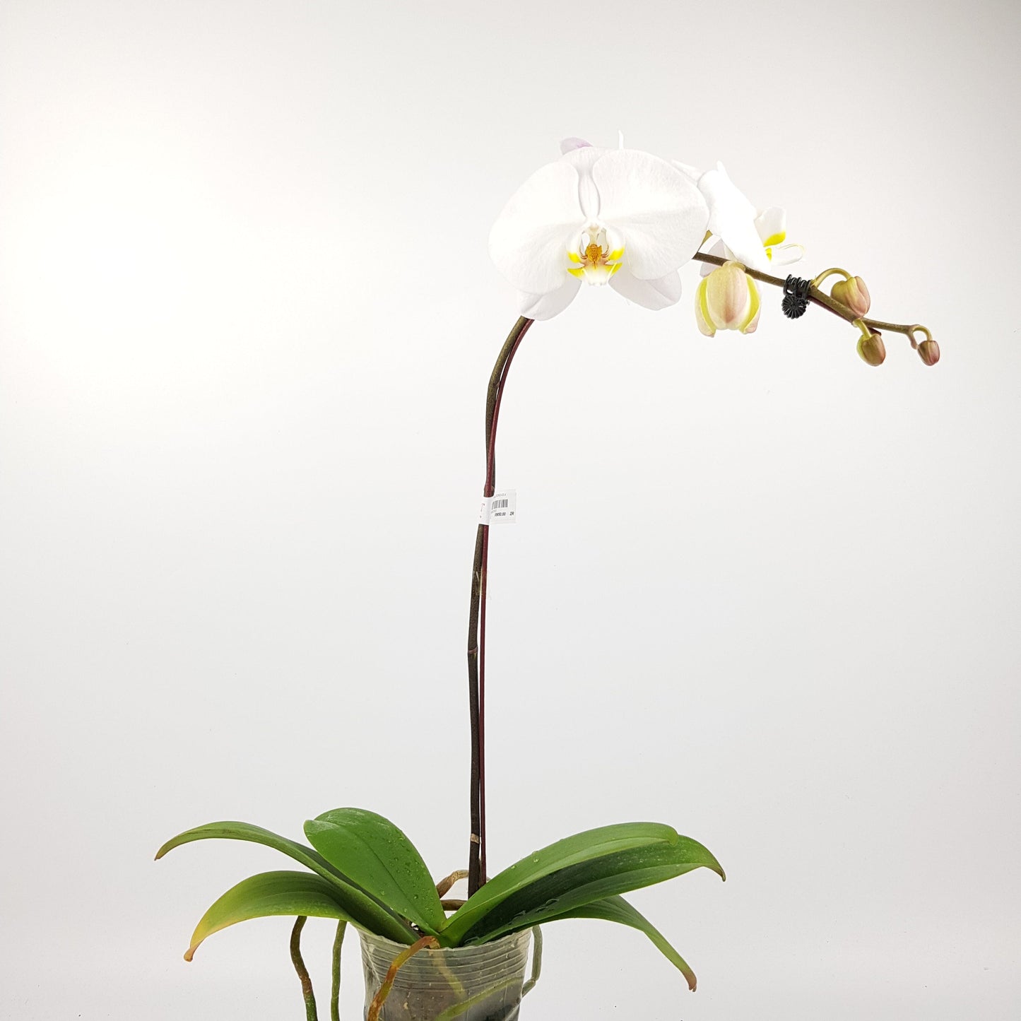 Phalaenopsis - White (Without Pot)