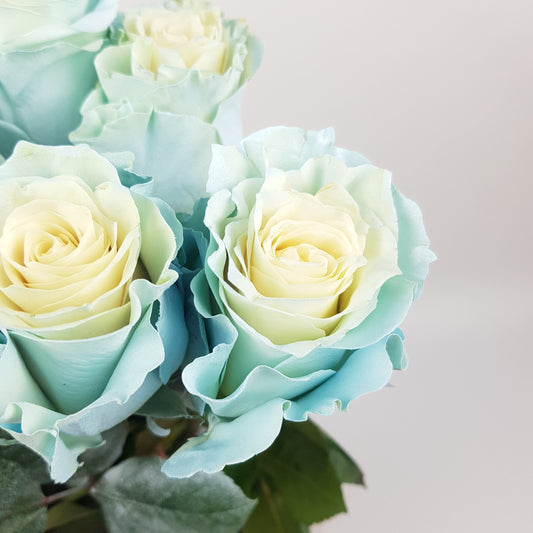 Rose Tinted 50cm - Mondial Baby Blue (10 Stems)