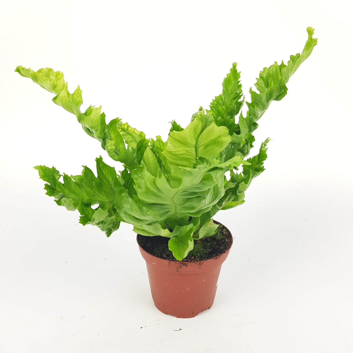 Asplenium Fern (AS09) - 8cm