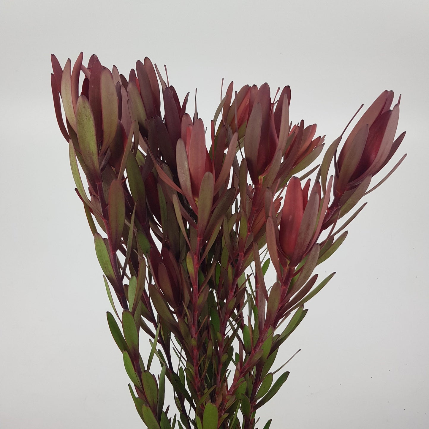 Leucadendron - Red