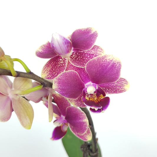 Phalaenopsis Mini - 2 Tone Purple *Without Pot*
