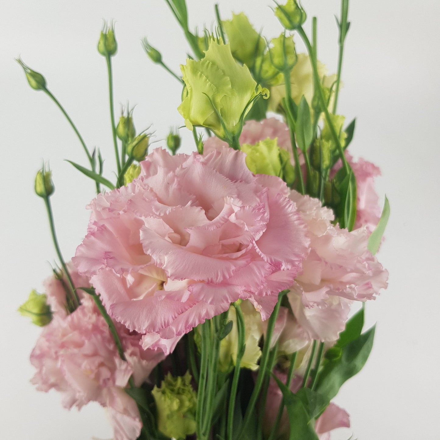 Eustoma - Pink