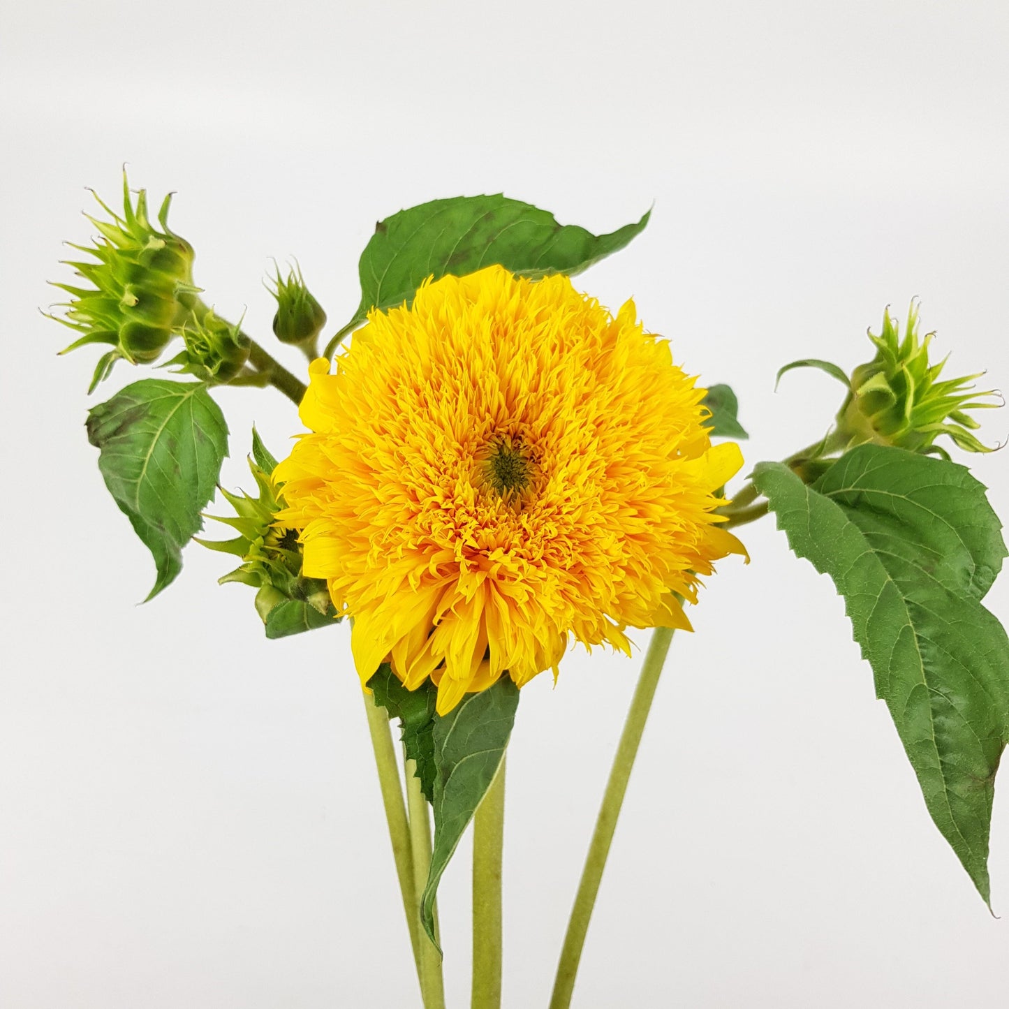 Helianthus Sunflower - Teddy Bear ( 3 Stems )
