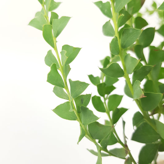 Eucalyptus P120 (Hydroponic Pot)