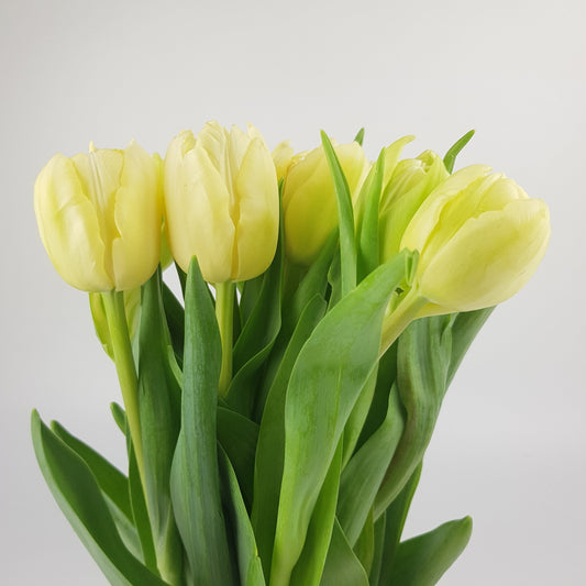 Tulip - Light Yellow