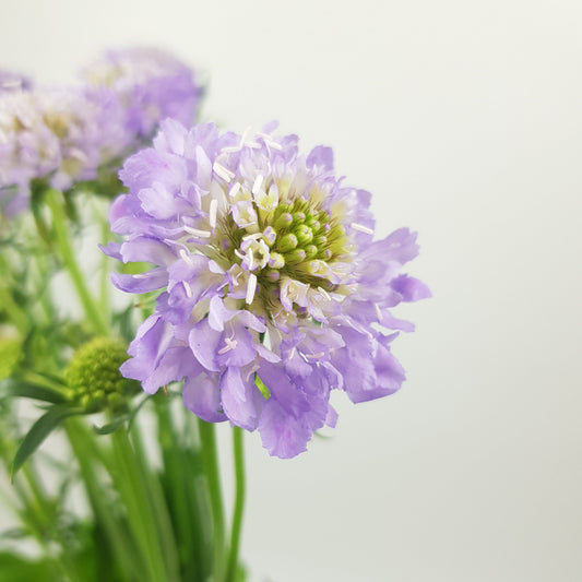 Scabiosa Atropurpurea/Sweet Scabiousa - Light Purple