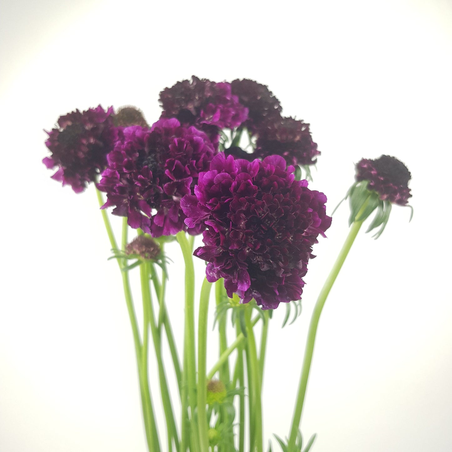 Scabiosa Atropurpurea/Sweet Scabiousa - Dark Purple
