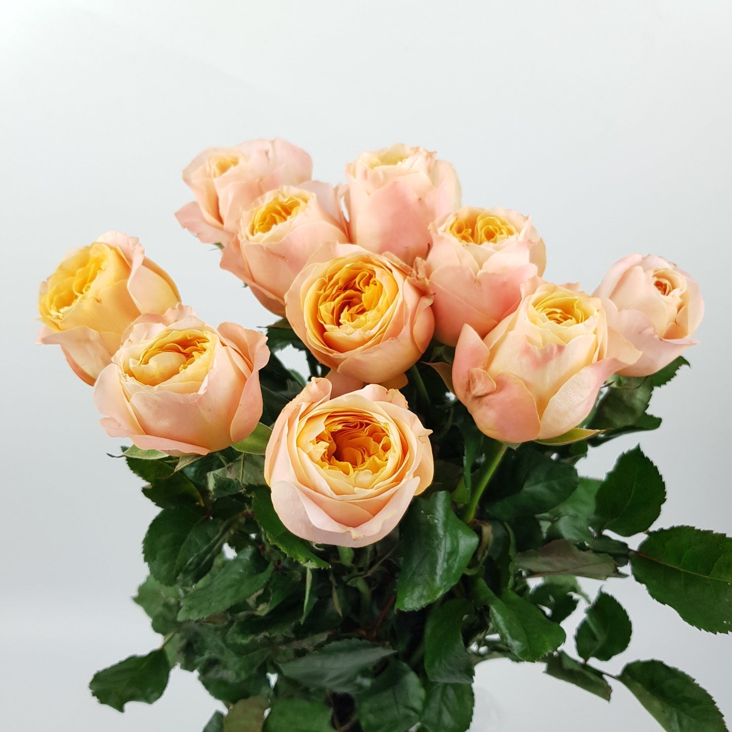 Rose - Dummen Orange (10 Stems)