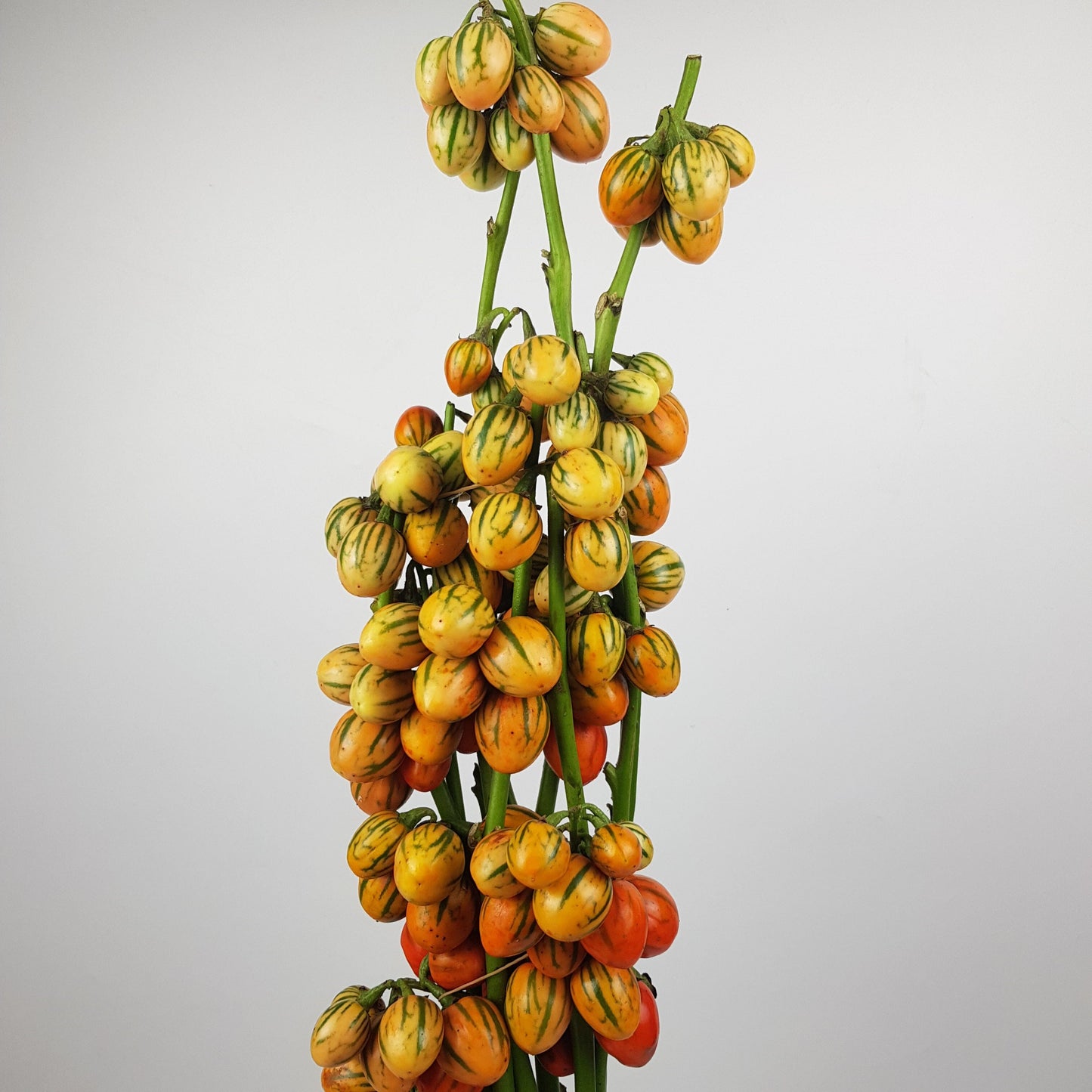 Ornamental Eggplant - Orange
