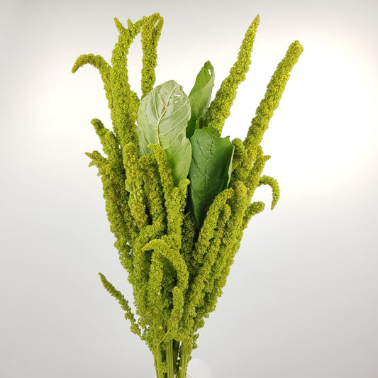 Amaranthus - Green