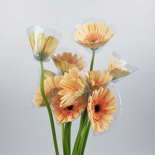 Gerbera - Peach