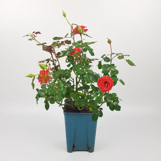 Rose Plant - Orange