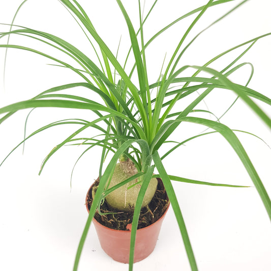 Ponytail/Beaucarnea (P90)