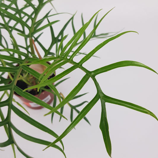 Philodendron Tortum (P90)