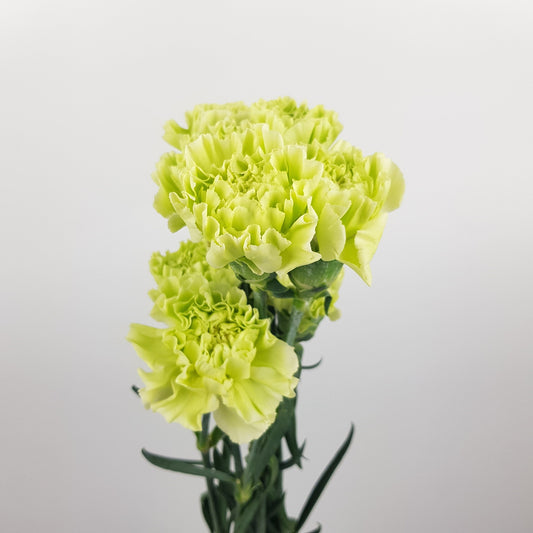 Carnation Prado - Mint Green