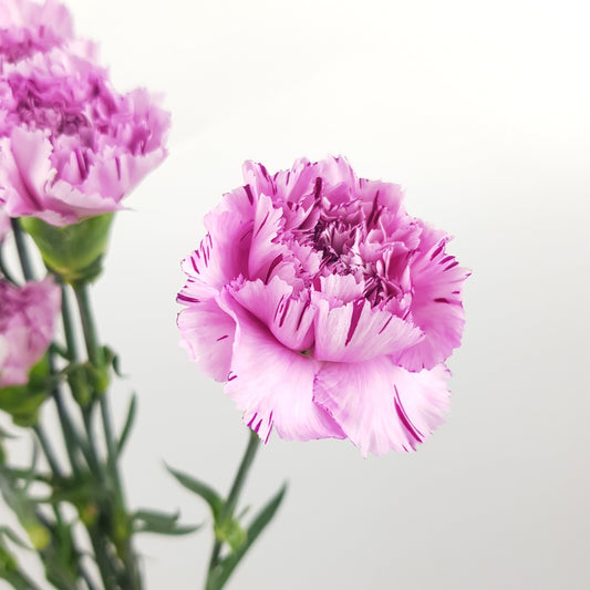 Carnation Yukari Scuro - 2 Tone White Purple