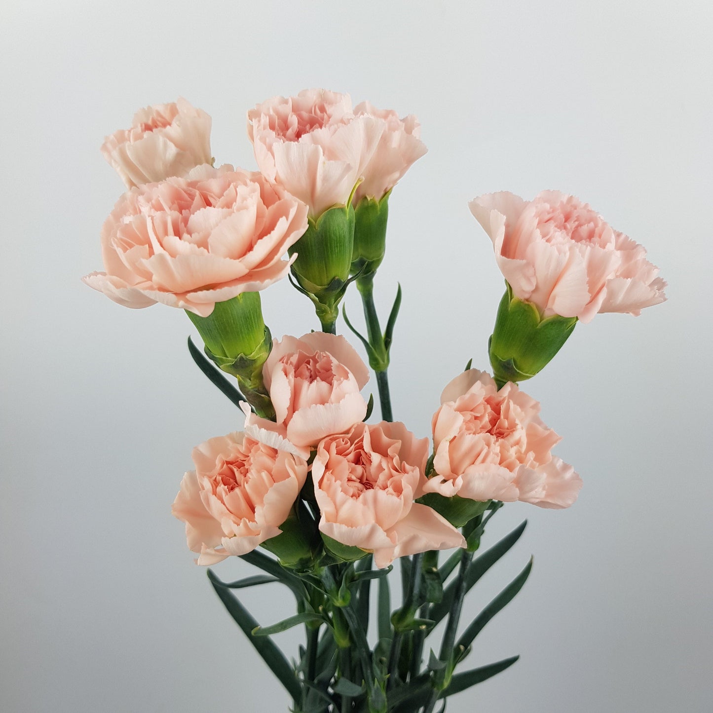 Carnation Novia - Light Peach