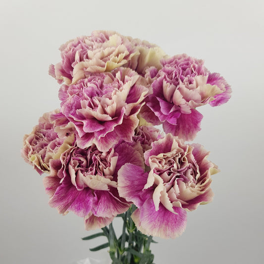 Carnation Antigua - 2 Tone Lilac Green
