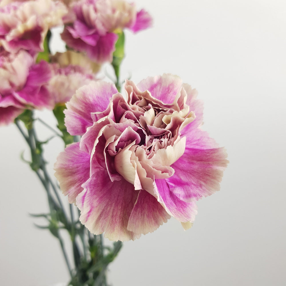 Carnation Antigua - 2 Tone Lilac Green