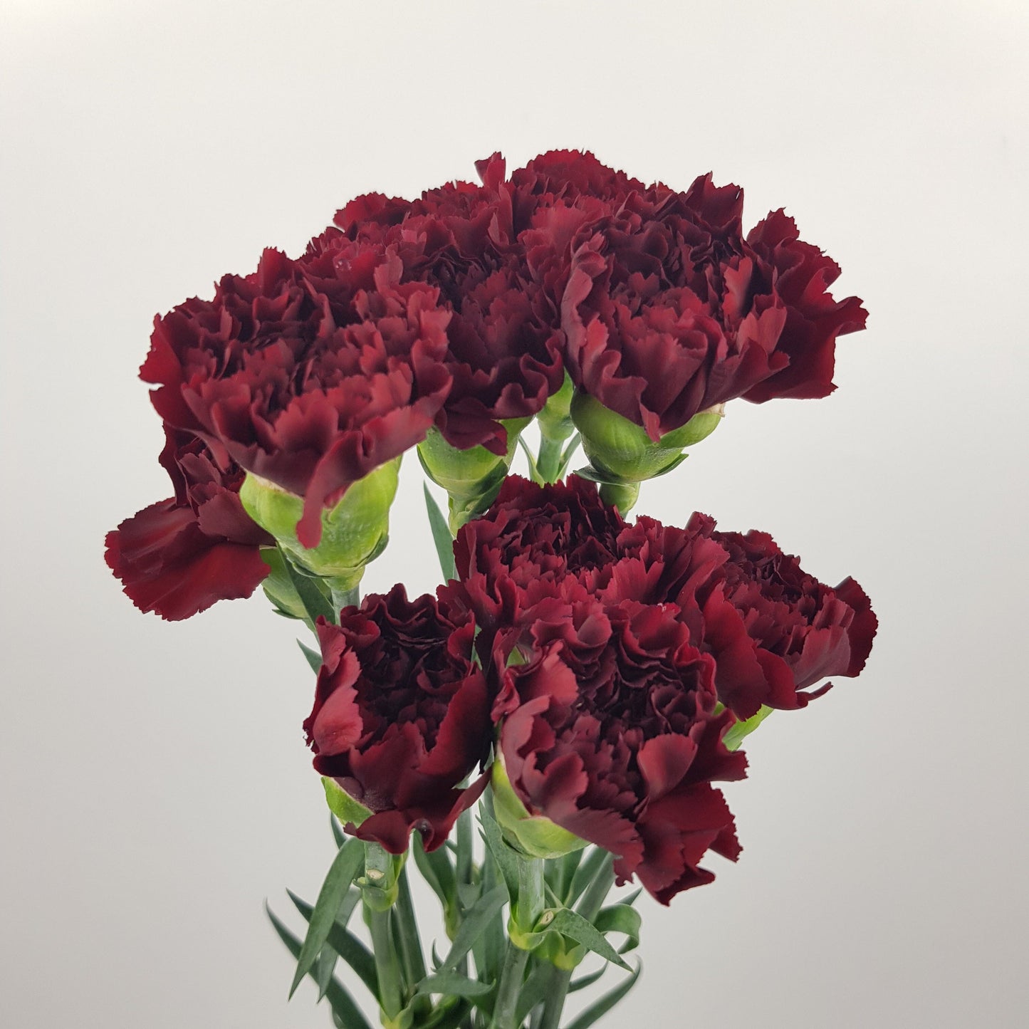 Carnation Zurigo - Dark Red