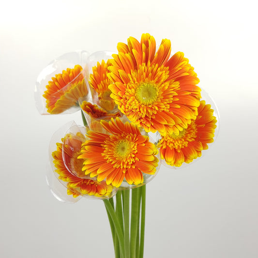 Gerbera - 2 Tone Orange