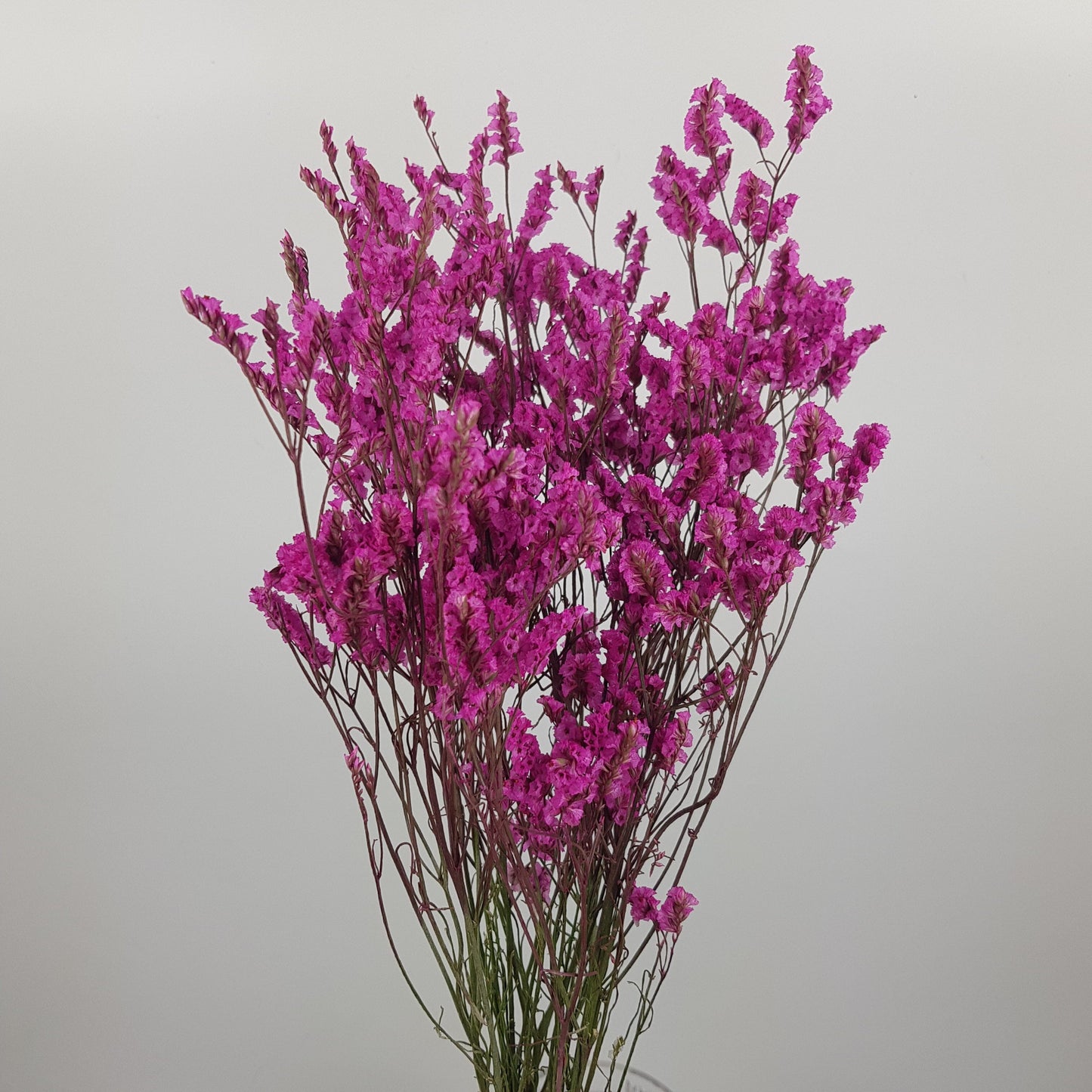 Casphia - Shocking Pink