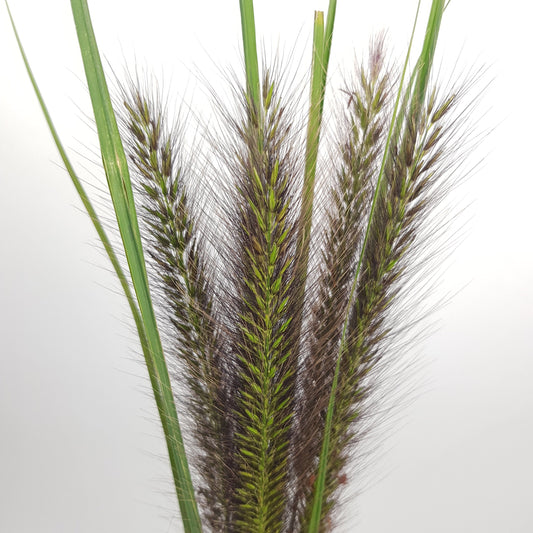 Pennisetum