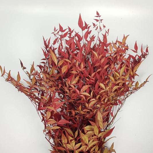 Nandina Domestica - Red