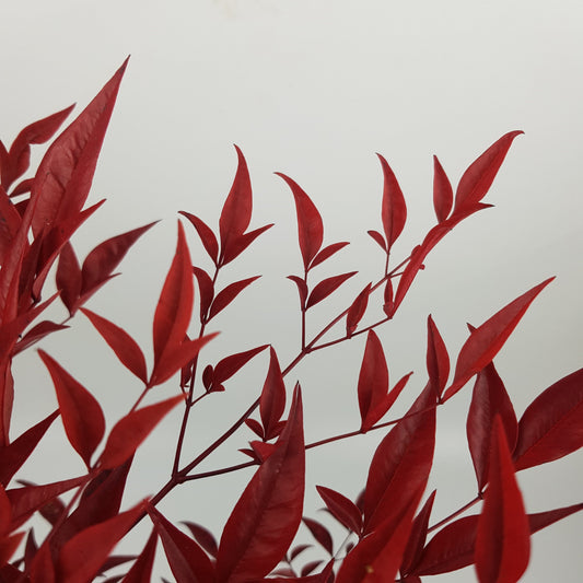 Nandina Domestica - Red