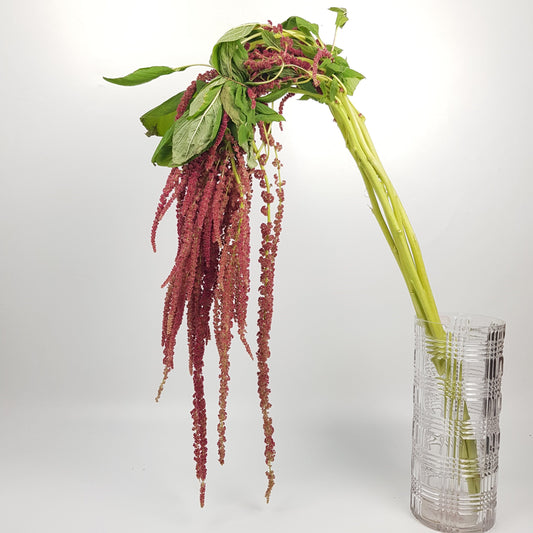 Amaranthus Hanging - Red