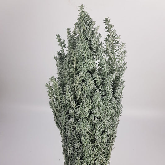 Bassia Scoparia (Kochia)