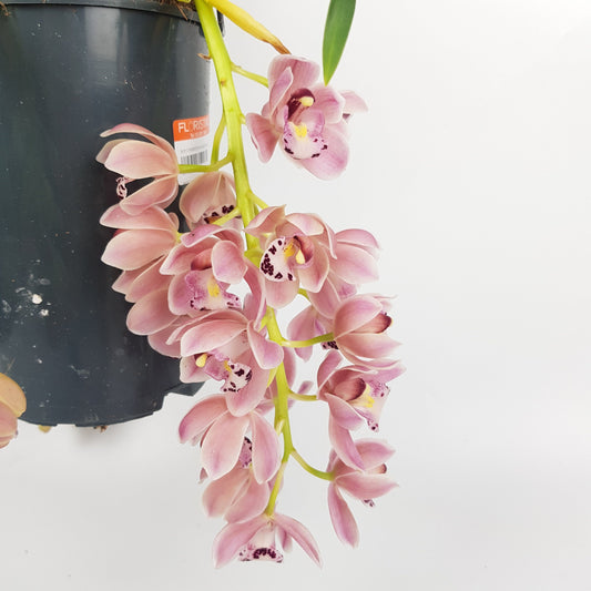 Cymbidium Sakura