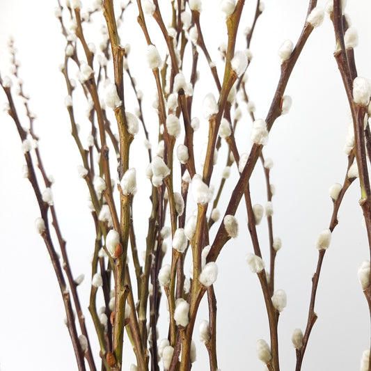 Pussy Willow Spray 5Ft - Natural (9-10 Stalks)