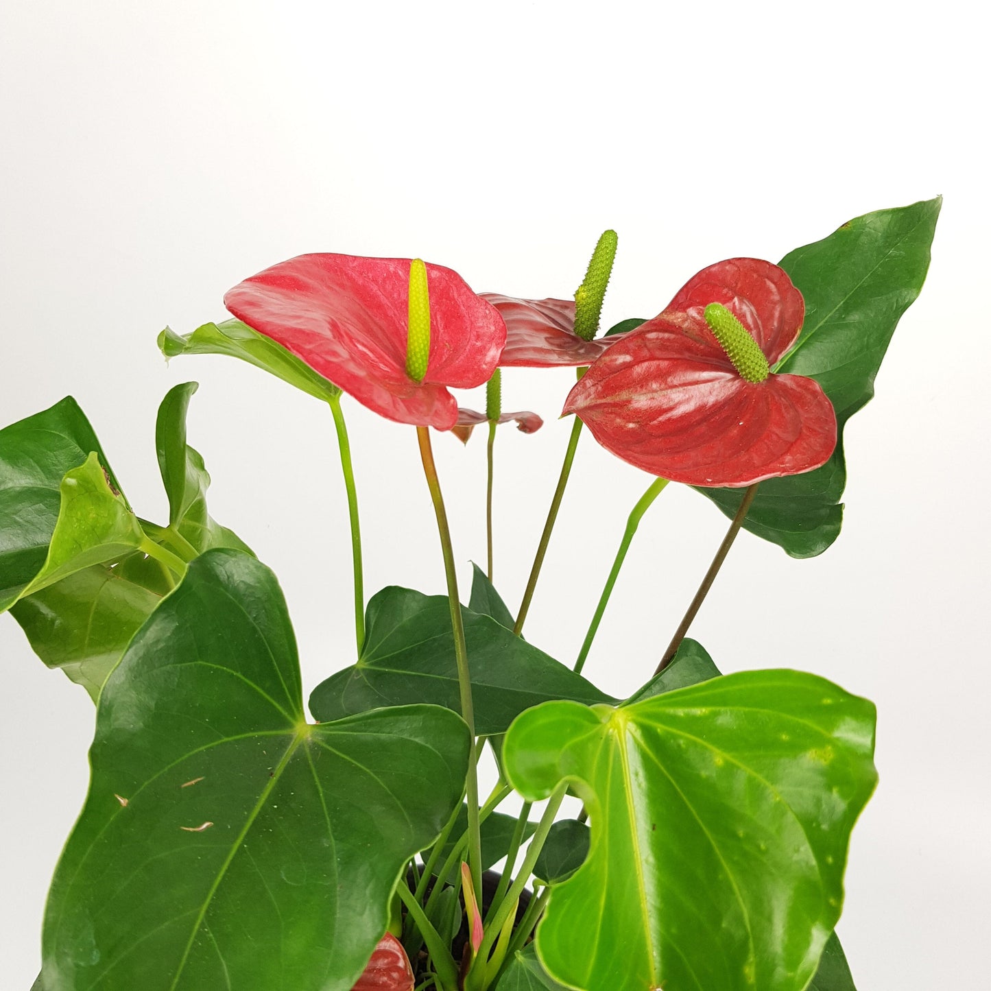 Anthurium - Red (P110)