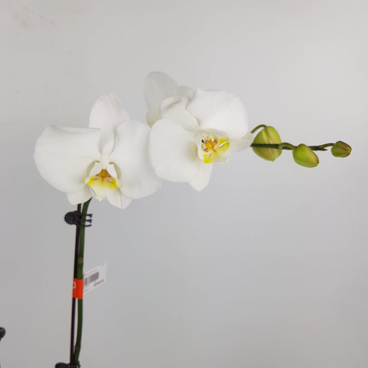 Phalaenopsis Mini Double Stem - White *Without Pot*